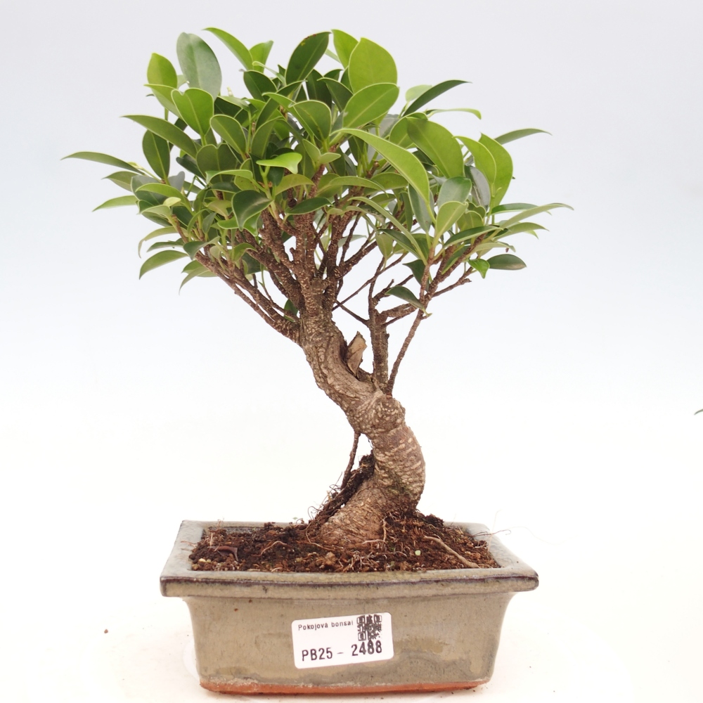 Indoor bonsai - Ficus retusa - small-leaved ficus