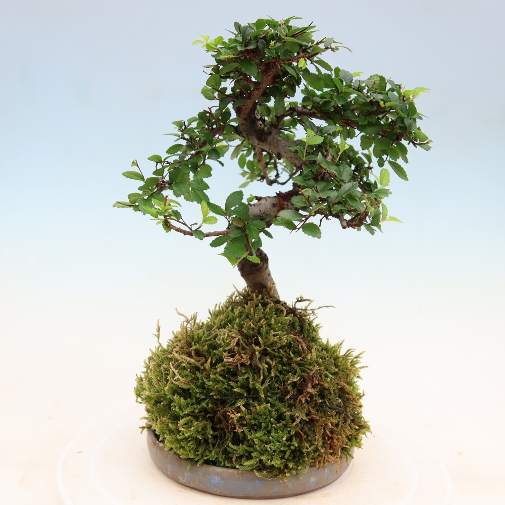 Kokedama with a saucer - Ulmus parvifolia - small-leaved elm