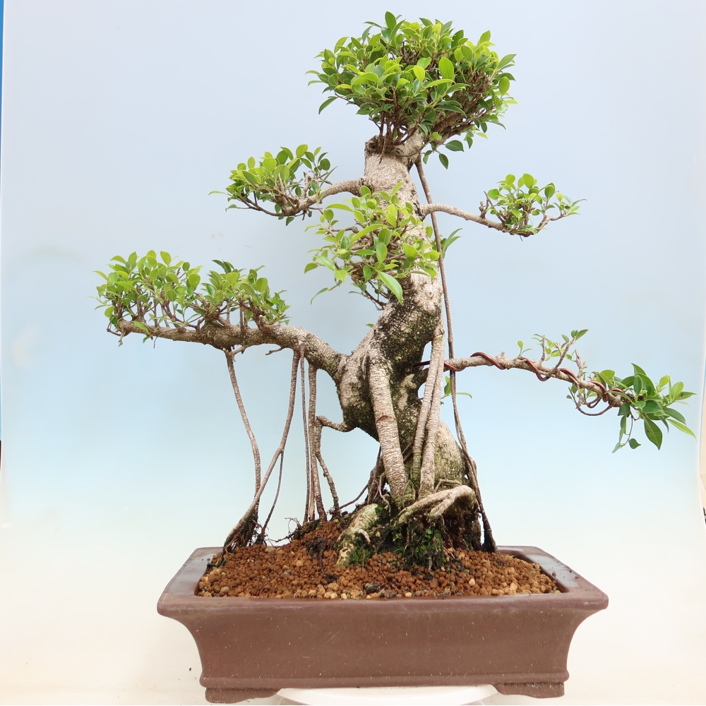 Room bonsai - Ficus kimmen - small-leaved ficus