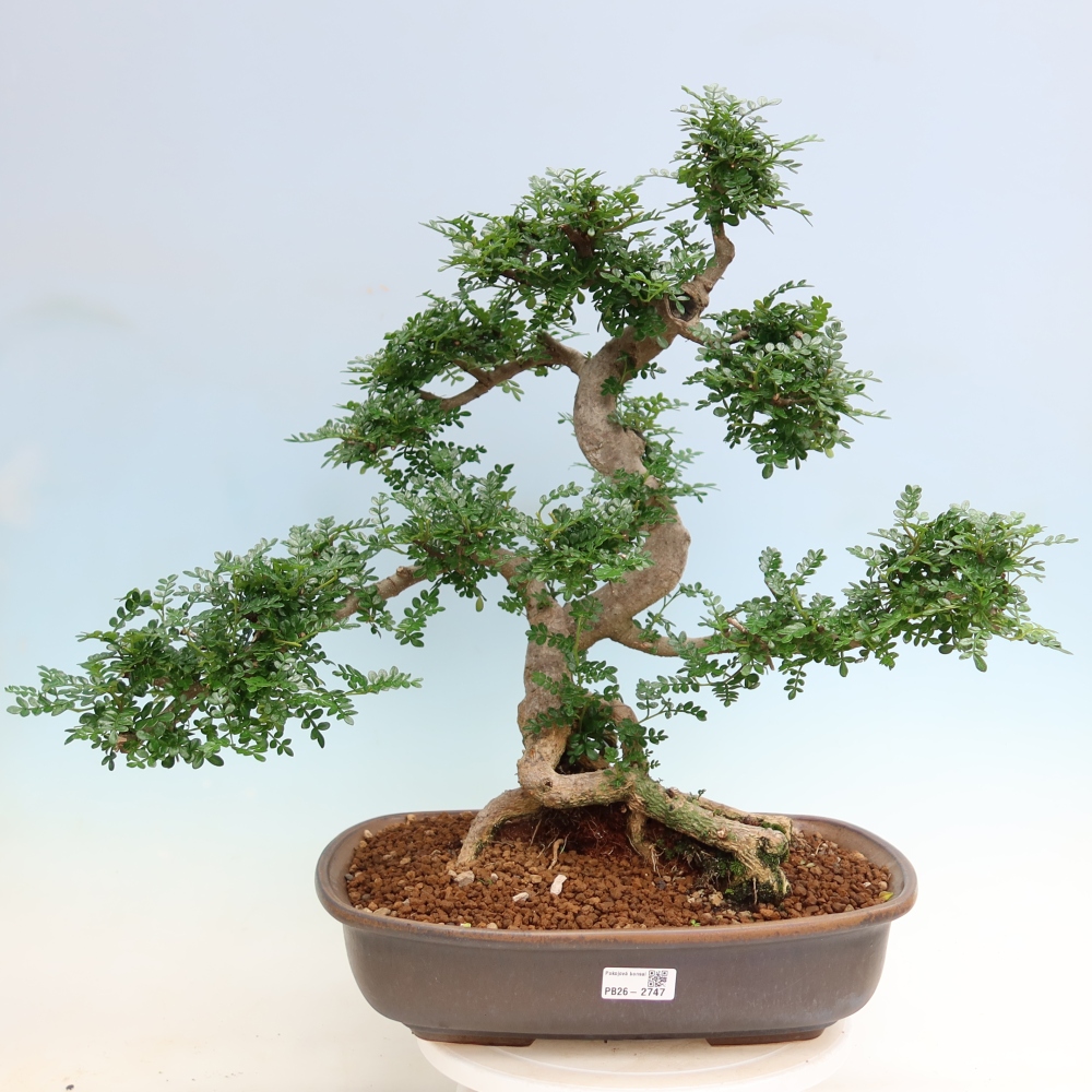 Room bonsai - Zantoxylum piperitum - pepper tree