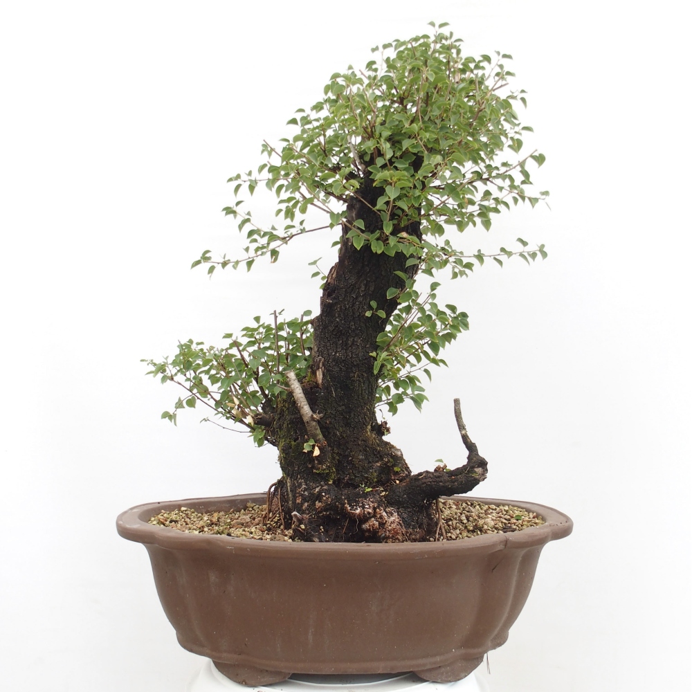 Outdoor bonsai - Mahalebka - Prunus mahaleb