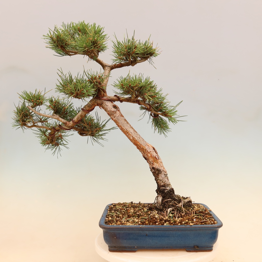 Outdoor Bonsai - Pinus sylvestris 'Watererri' - Scots Pine