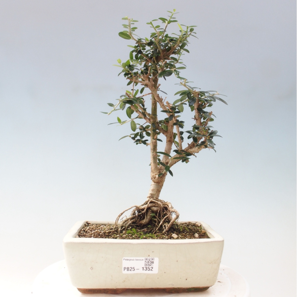 Indoor bonsai - Olea europaea sylvestris - European small-leaved olive oil