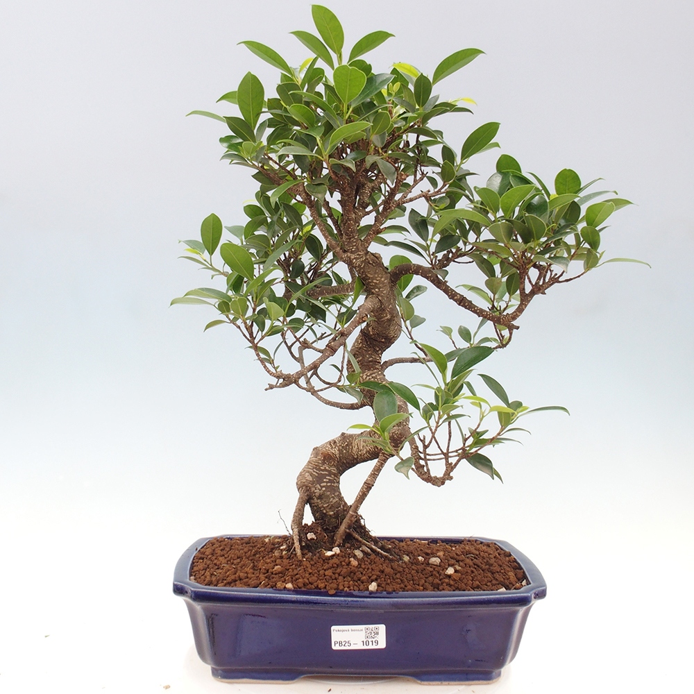 Indoor bonsai - Ficus kimmen - small-leaved ficus