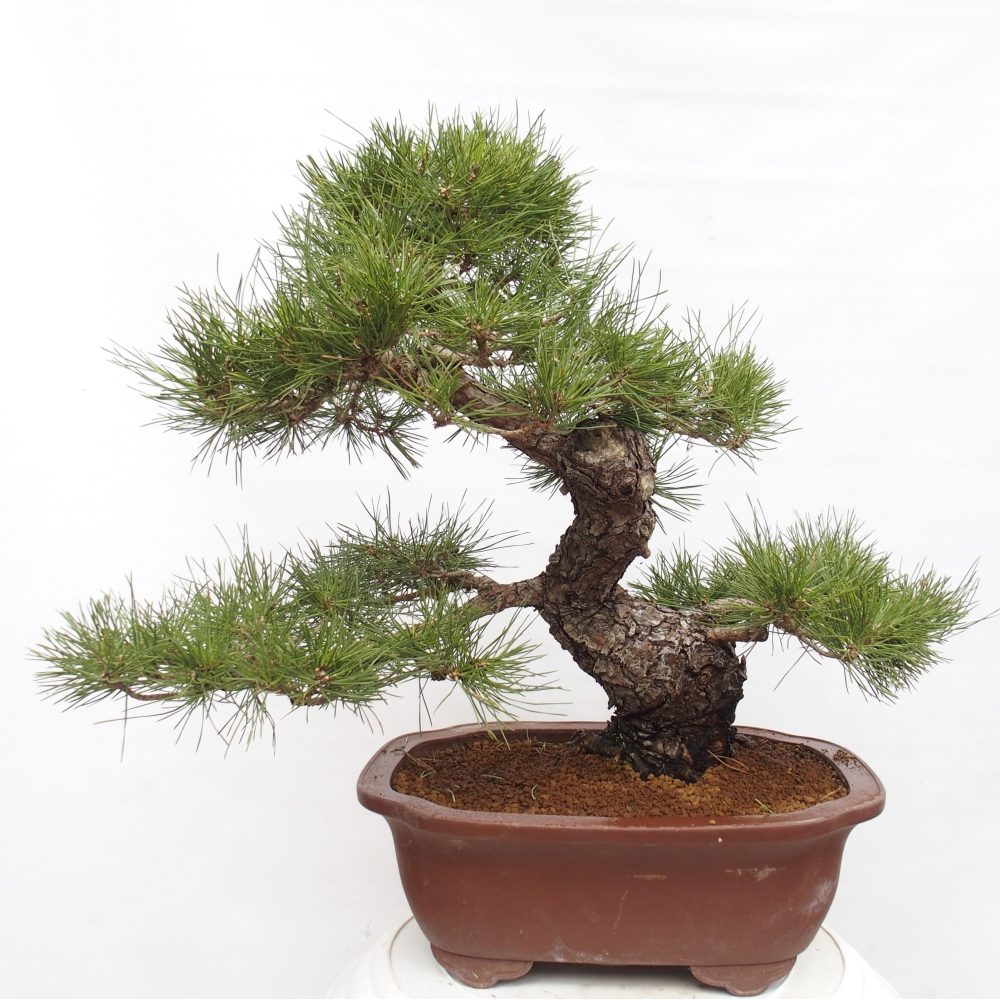 Outdoor bonsai - Pinus thunbergii - Thunberg pine