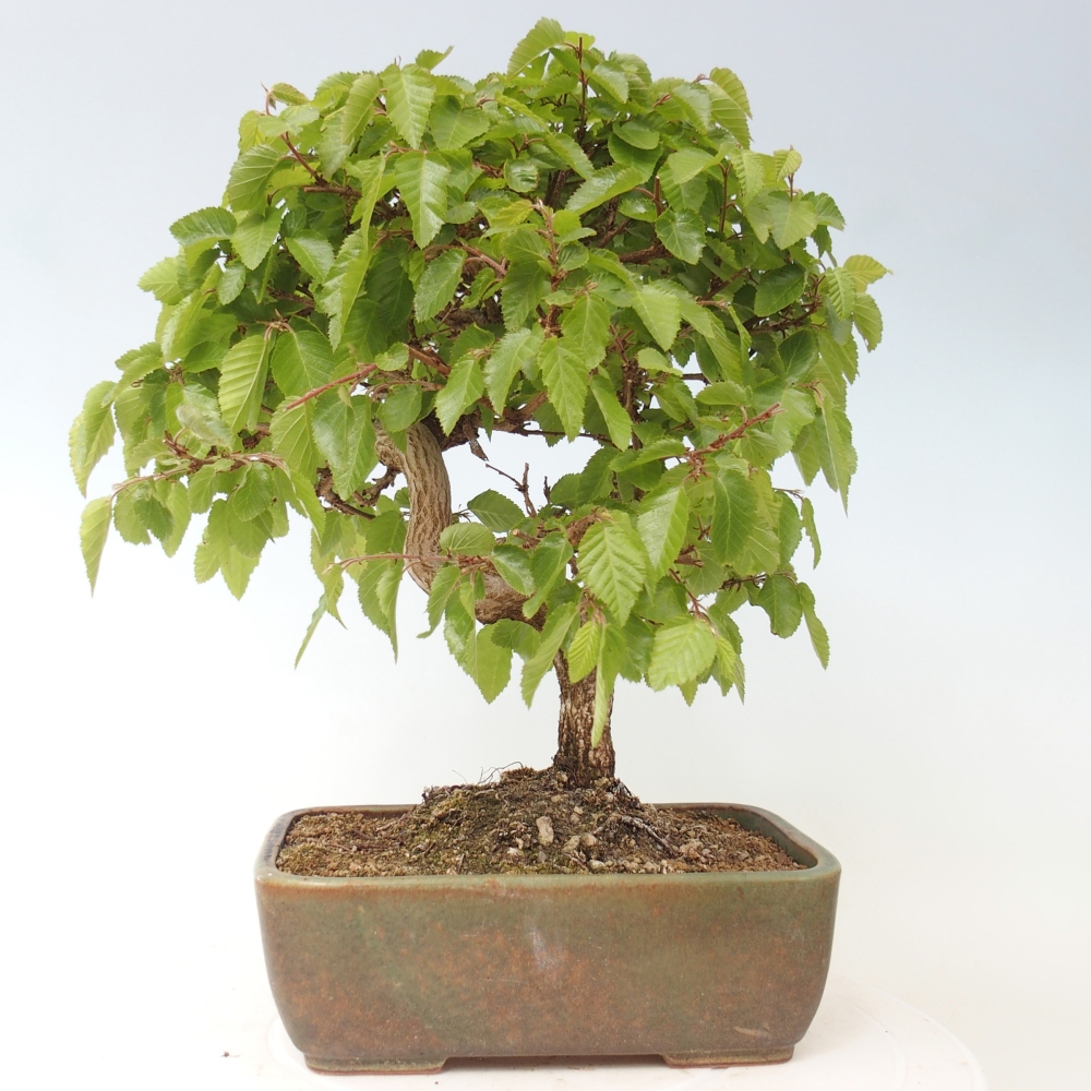 Outdoor bonsai -Carpinus CARPINOIDES - Korean Hornbeam