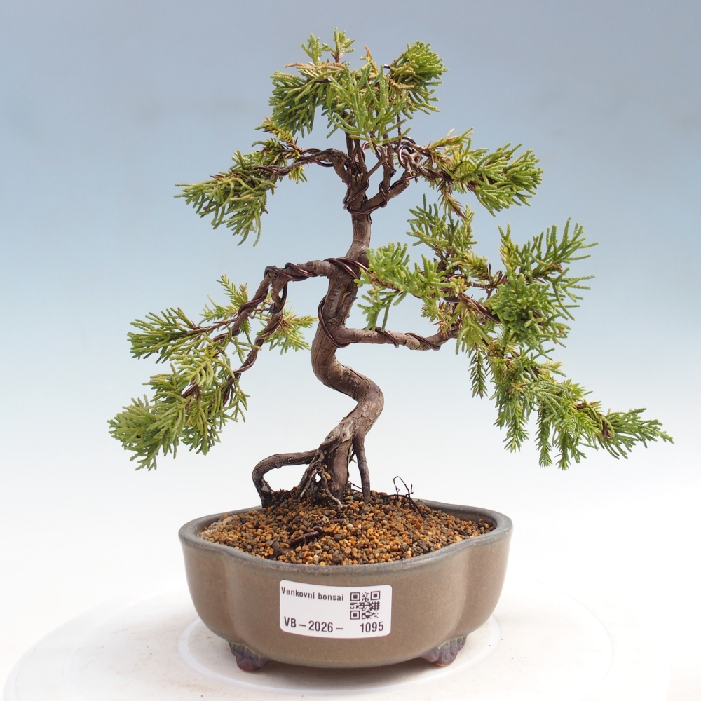 Outdoor bonsai - Juniperus chinensis Kishu
