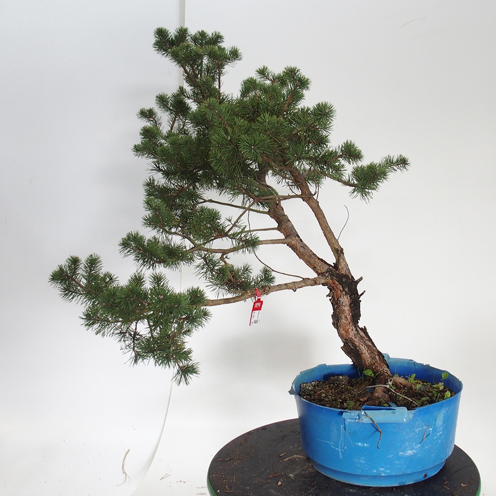 Yamadori - Pinus sylvestris Spain