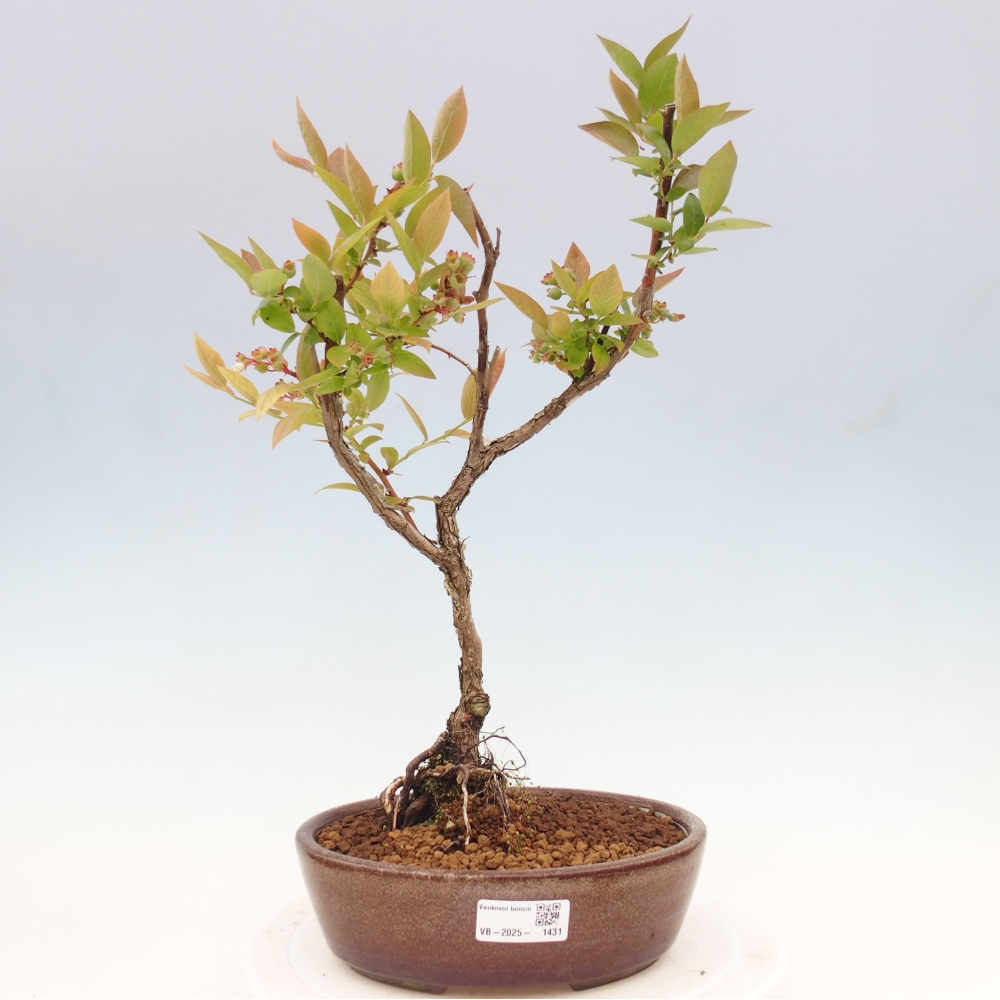 Outdoor bonsai - Canadian blueberry - Vaccinium corymbosum