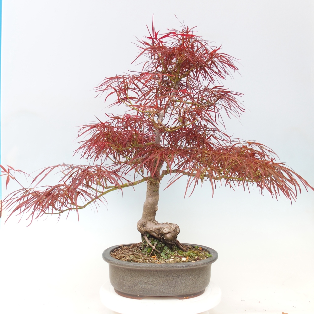 Outdoor bonsai - Acer palmatum RED PYGMY