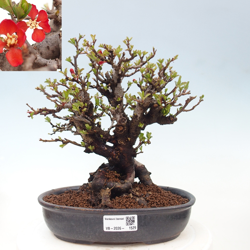 Outdoor bonsai - Chaneomeles speciosa - Quince