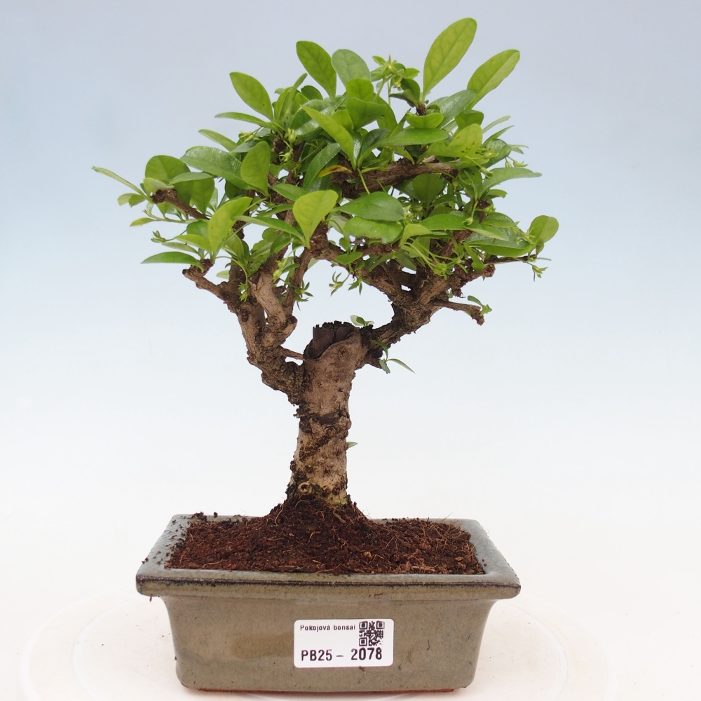 Indoor bonsai - Carmona macrophylla - Fuki tea