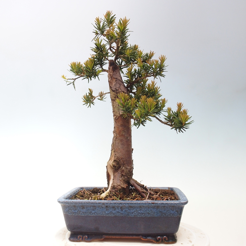 Outdoor bonsai - Taxus cuspidata - Japanese yew