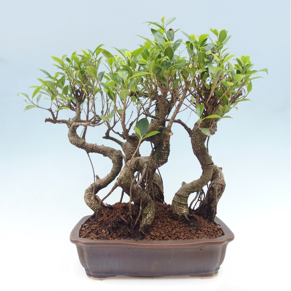 Room bonsai - Ficus kimmen - small-leaved ficus