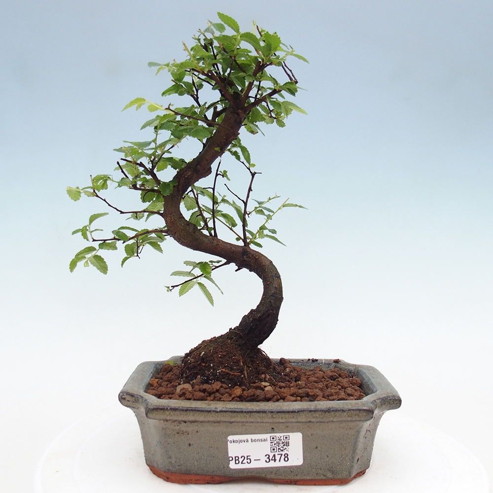 Room bonsai - Ulmus parvifolia - Small-leaved elm