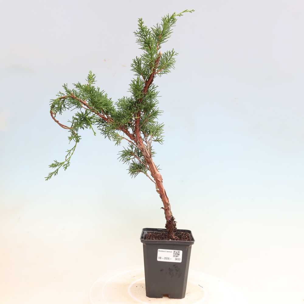 Outdoor bonsai - Juniperus chinensis Kishu