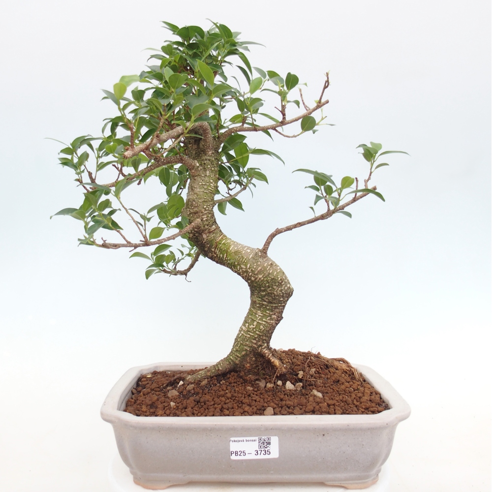 Room bonsai - Ficus kimmen - small-leaved ficus