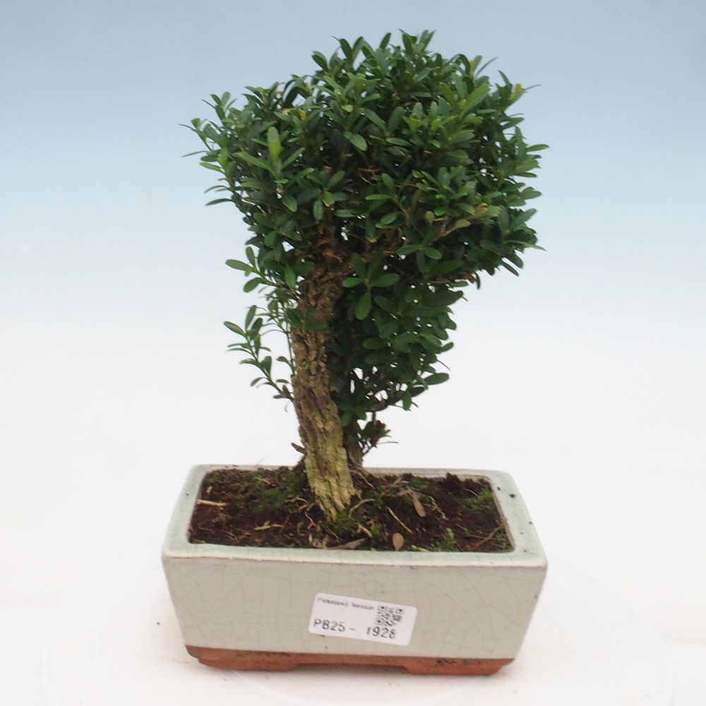 Indoor bonsai - Buxus harlandii - Cork boxwood