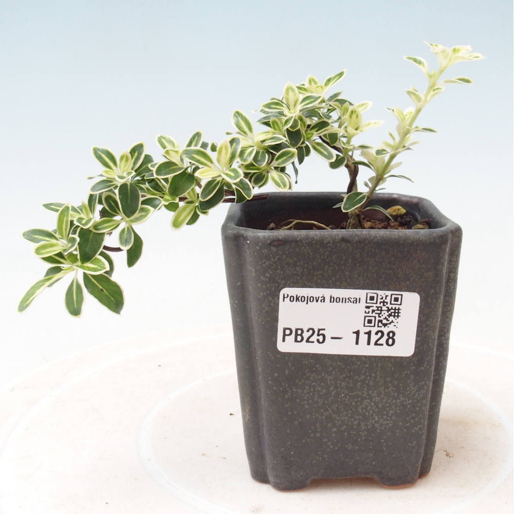Indoor bonsai - Serissa foetida Variegata - Tree of a thousand stars