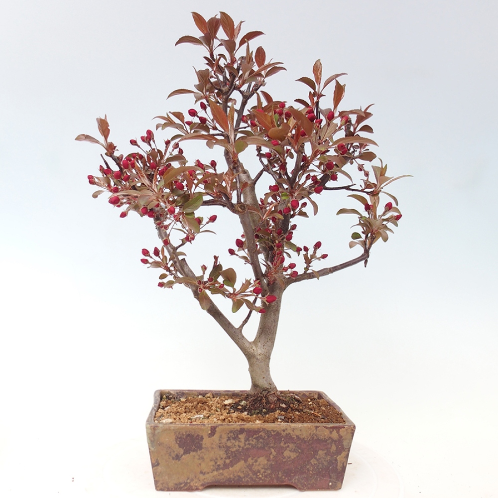 Outdoor bonsai -Malus domestica - Small-fruited red-leaved apple tree