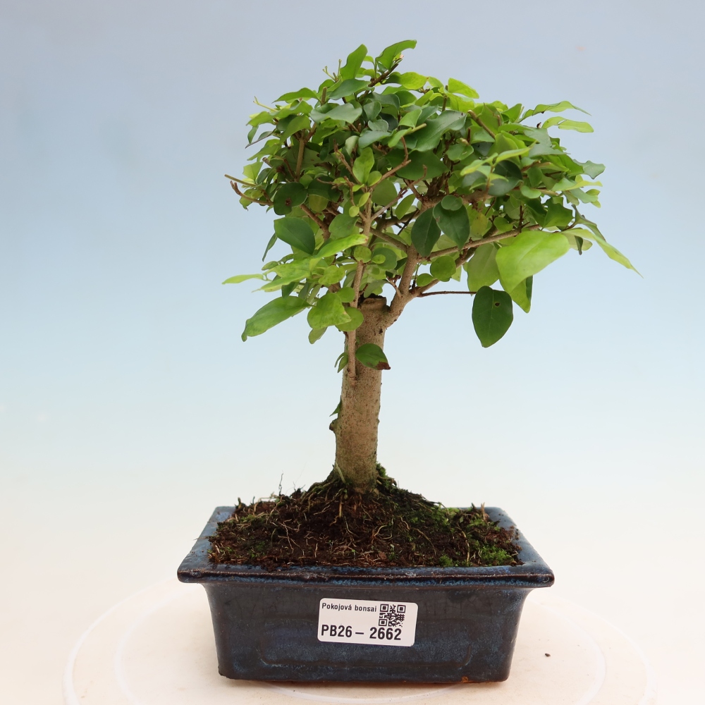 Room bonsai -Ligustrum chinensis - Birds Beak