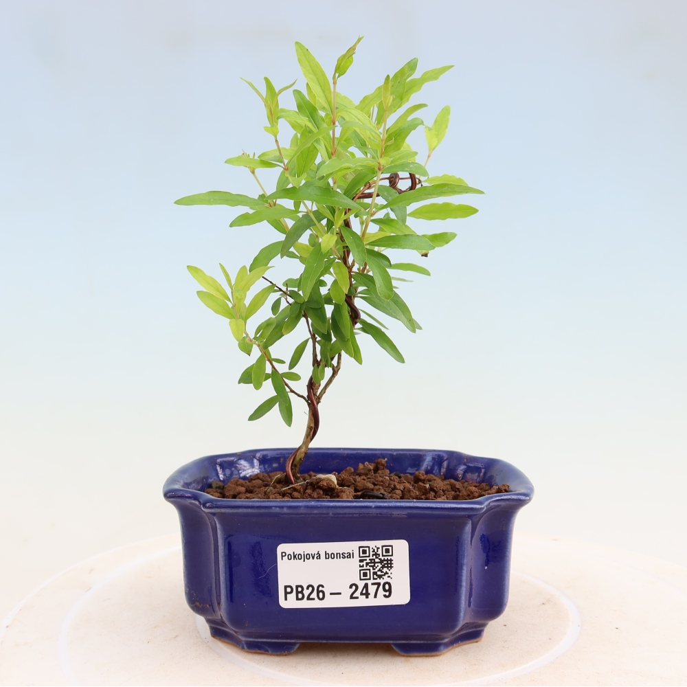 Room bonsai-PUNICA granatum nana-Granate apple
