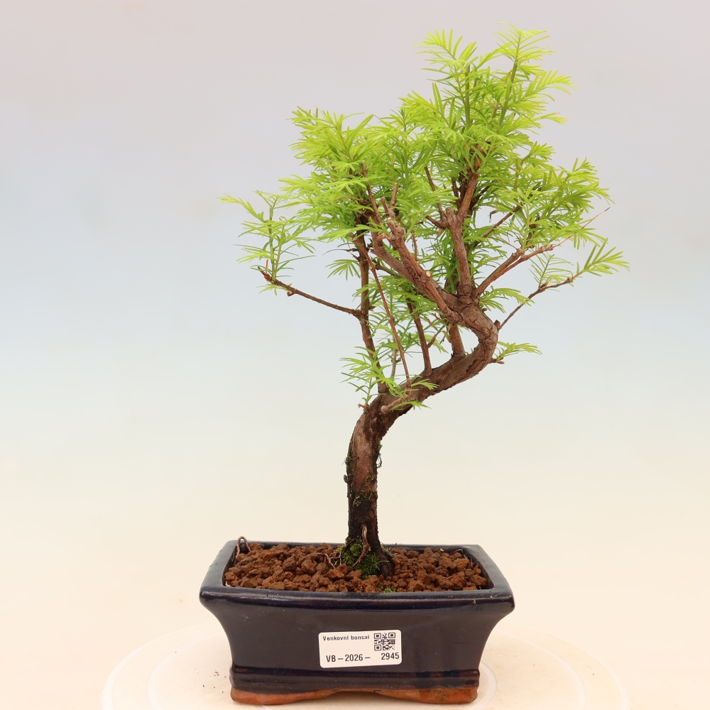 Outdoor bonsai - Metasequoia glyptostroboides - Chinese Metasequoia
