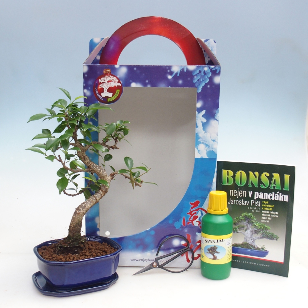 Room bonsai in gift box Ficus retusa - Small-leaved ficus