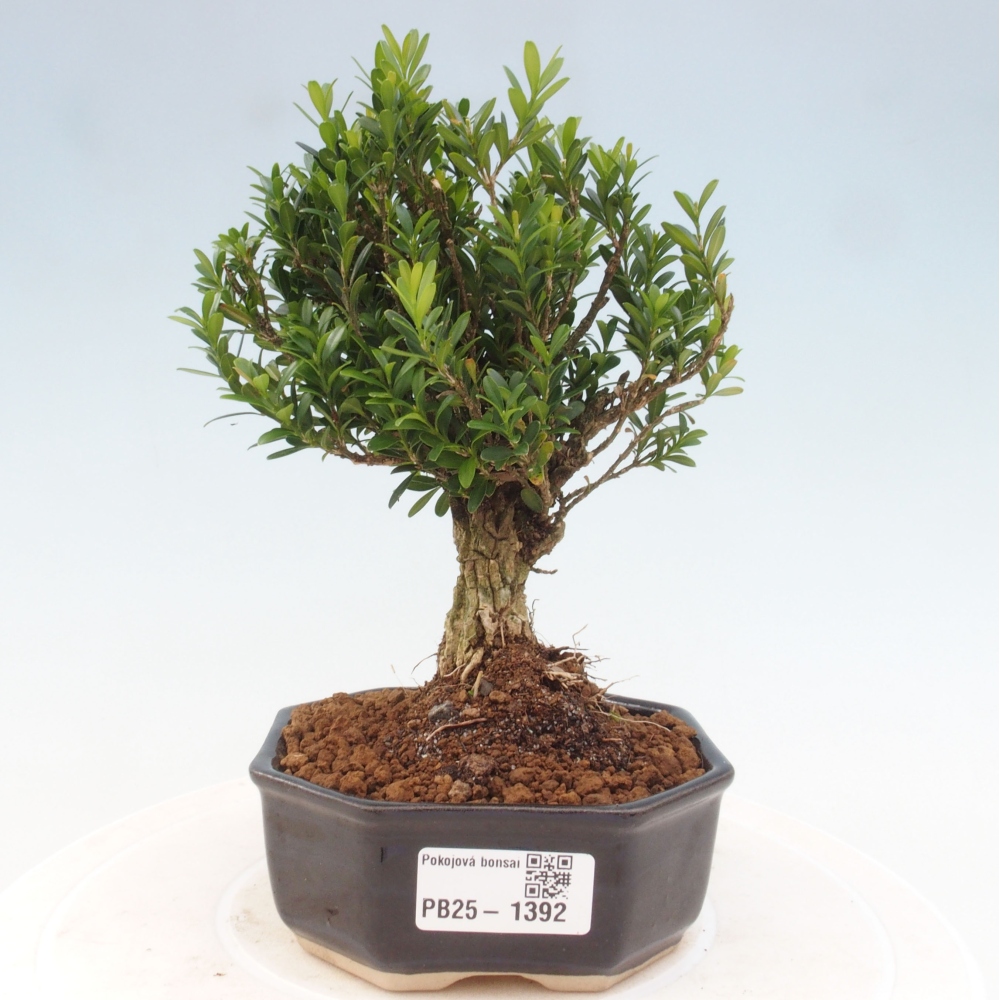 Room bonsai - Buxus harlandii - cork buxus