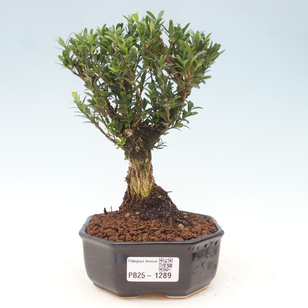 Room bonsai - Buxus harlandii - cork buxus