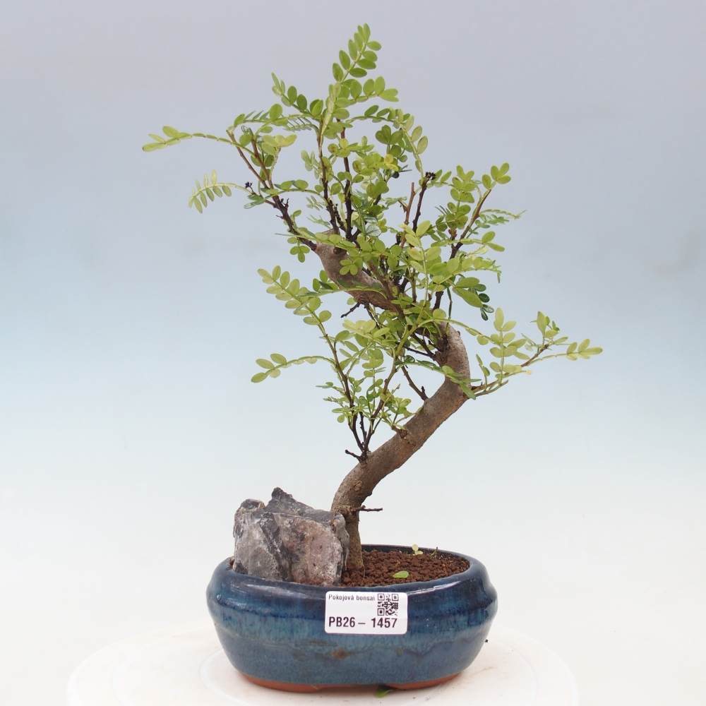 Room bonsai - Zantoxylum piperitum - pepper tree