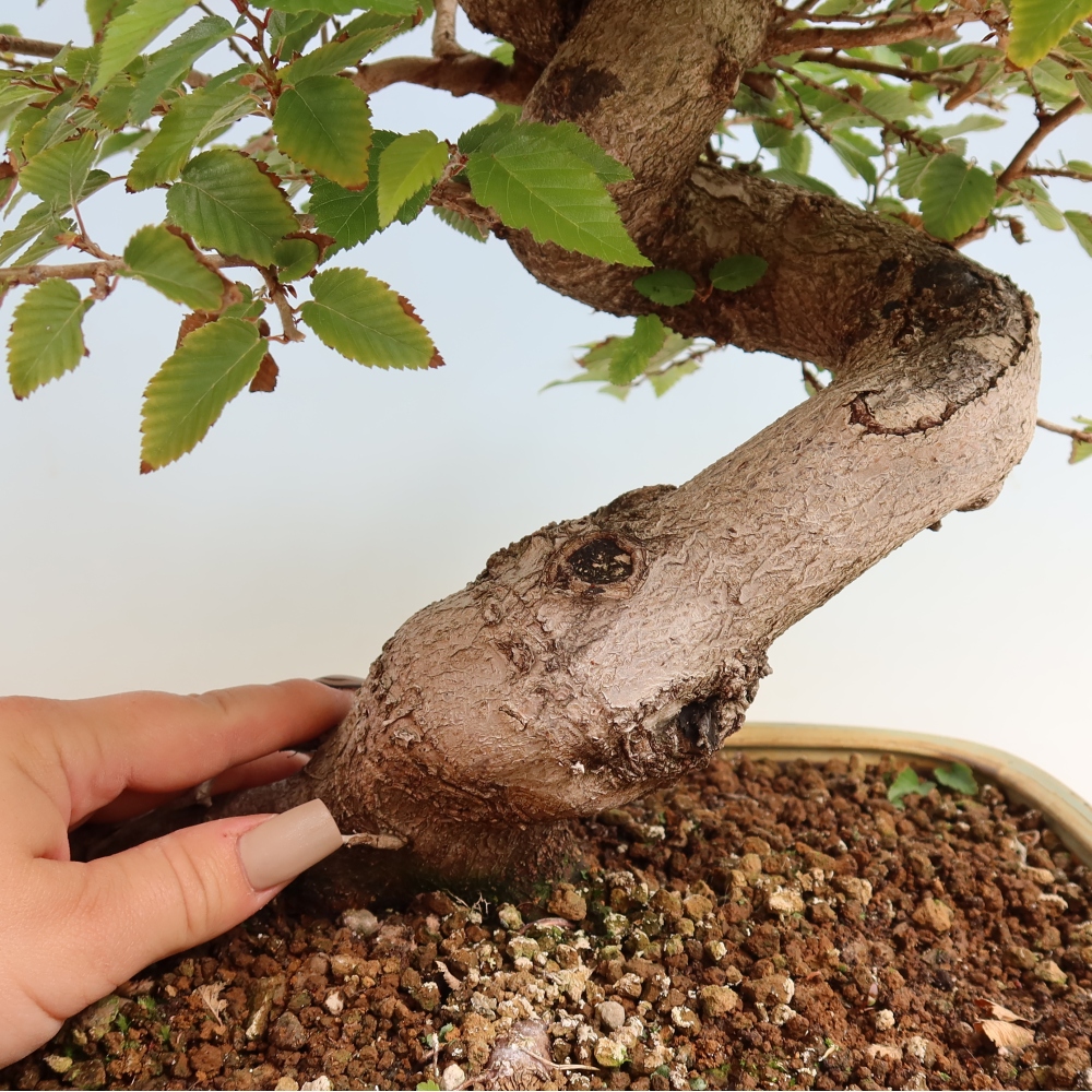 Outdoor bonsai -Carpinus CARPINOIDES - Korean Hornbeam
