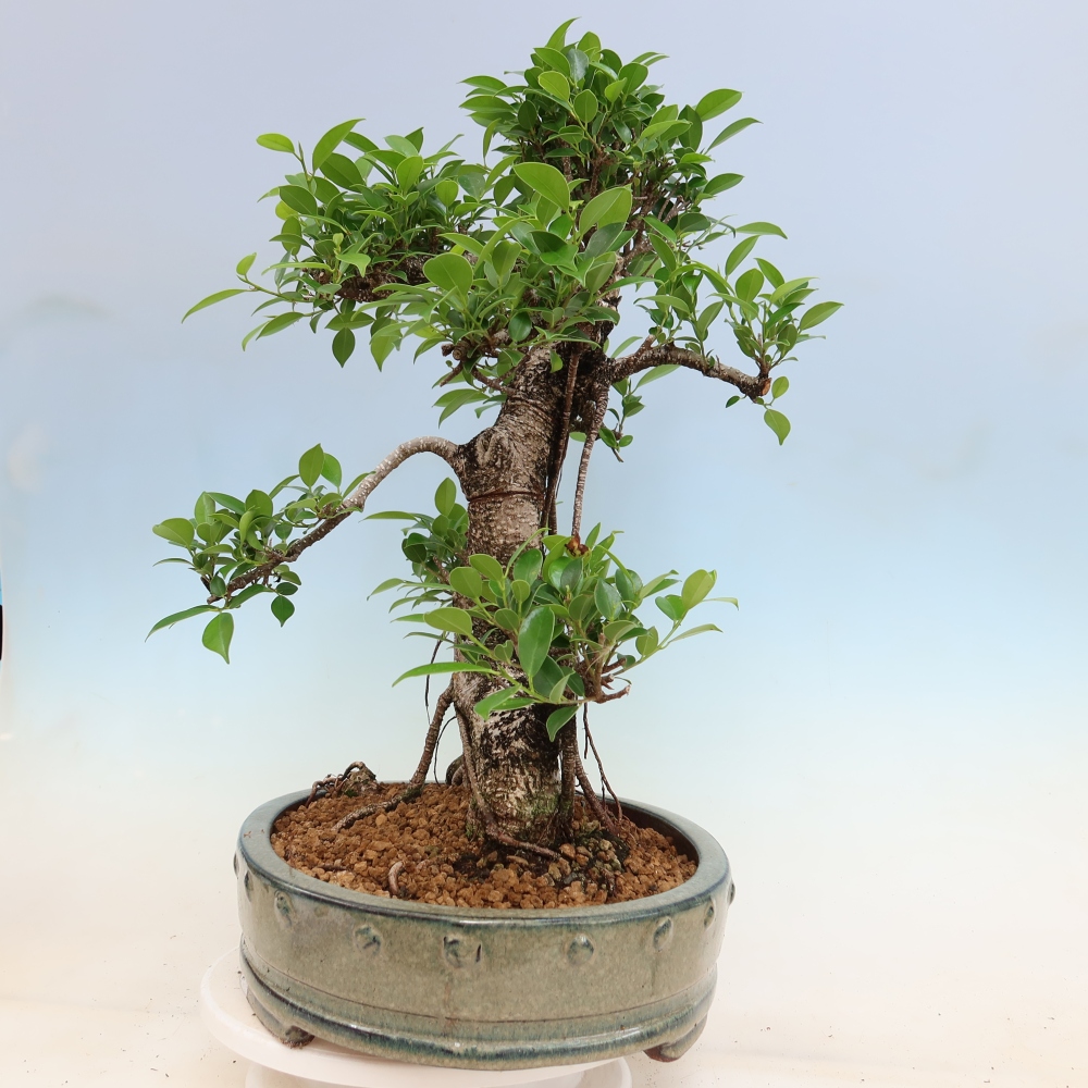 Room bonsai - Ficus kimmen - small-leaved ficus