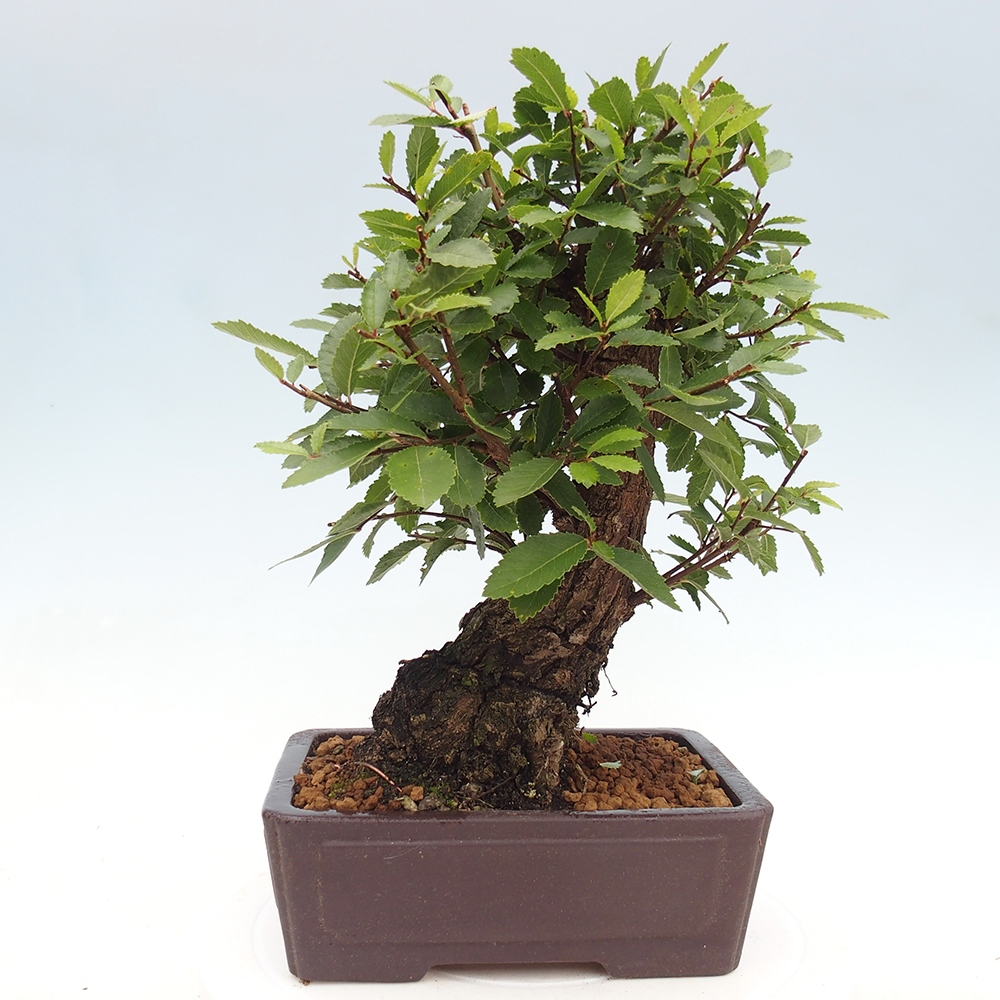 Outdoor bonsai - Zelkova - Zelkova NIRE