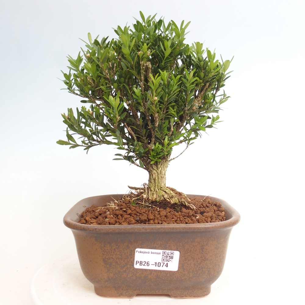 Room bonsai - Buxus harlandii - cork buxus