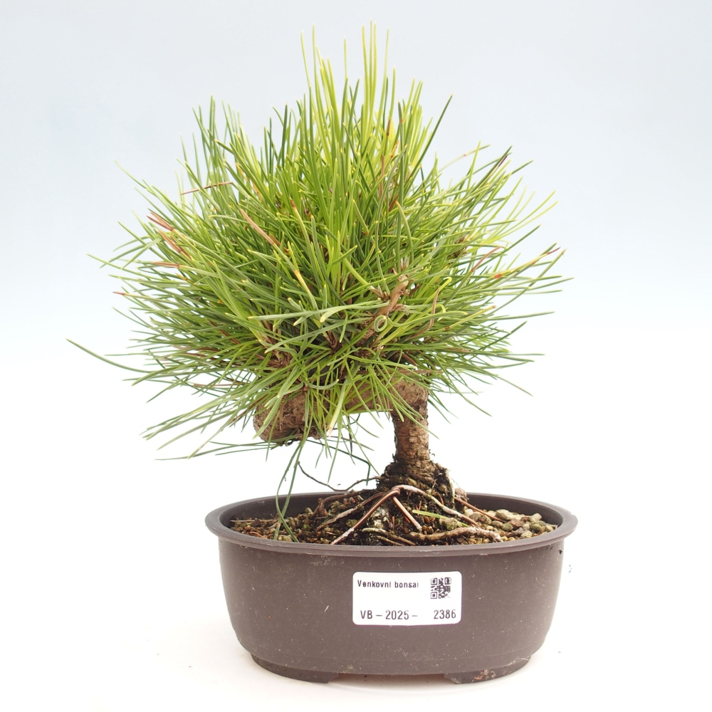 Outdoor bonsai - Pinus thunbergii - Thunbergia pine