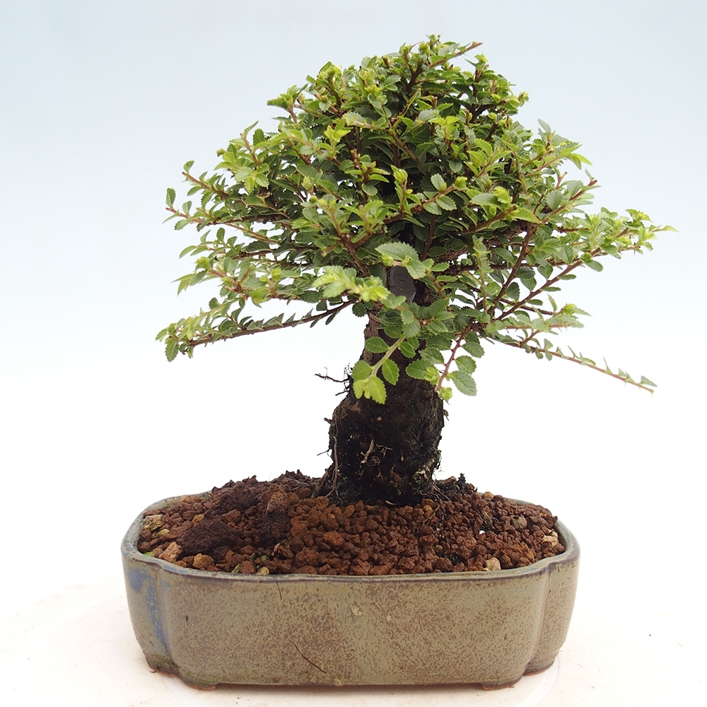 Outdoor bonsai - Ulmus parvifolia Hokkaido - Chinese elm