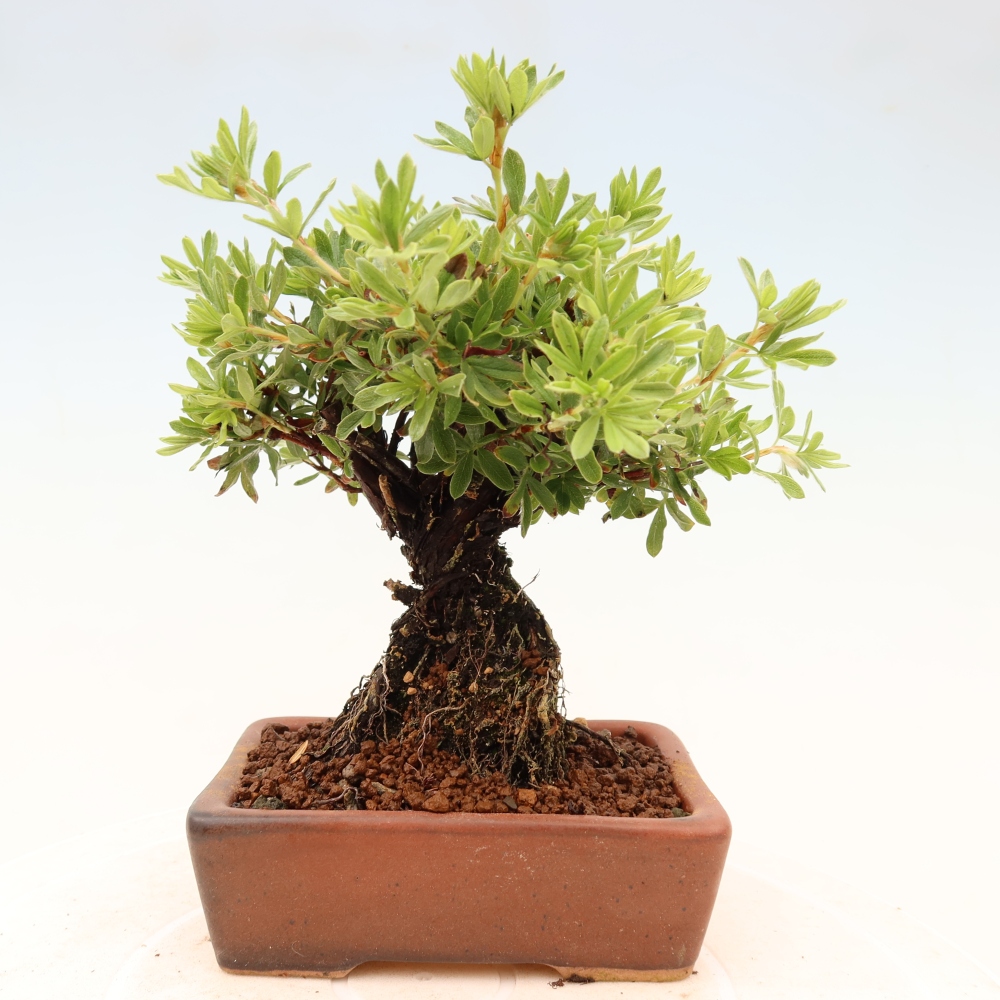 Outdoor bonsai - Potentila fruticosa