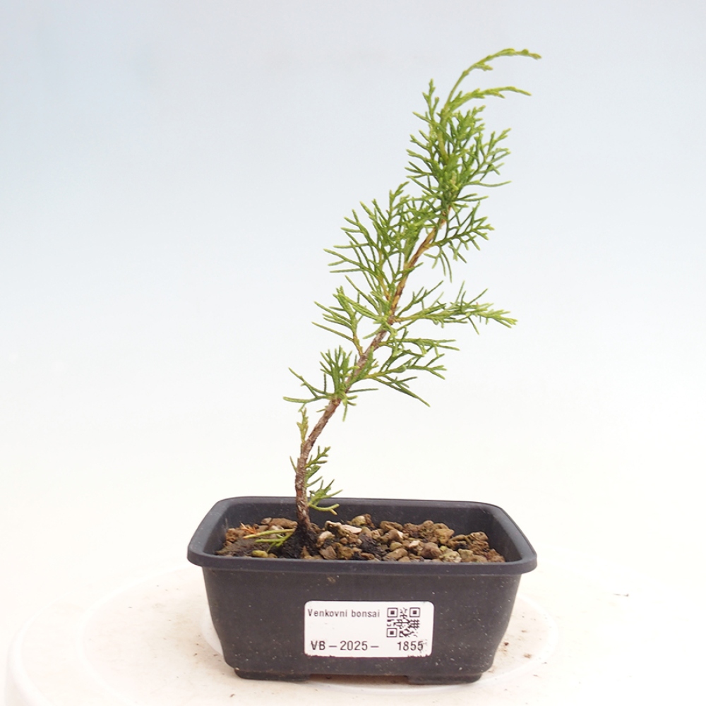 Outdoor bonsai - Juniperus chinensis Itoigawa - Chinese juniper