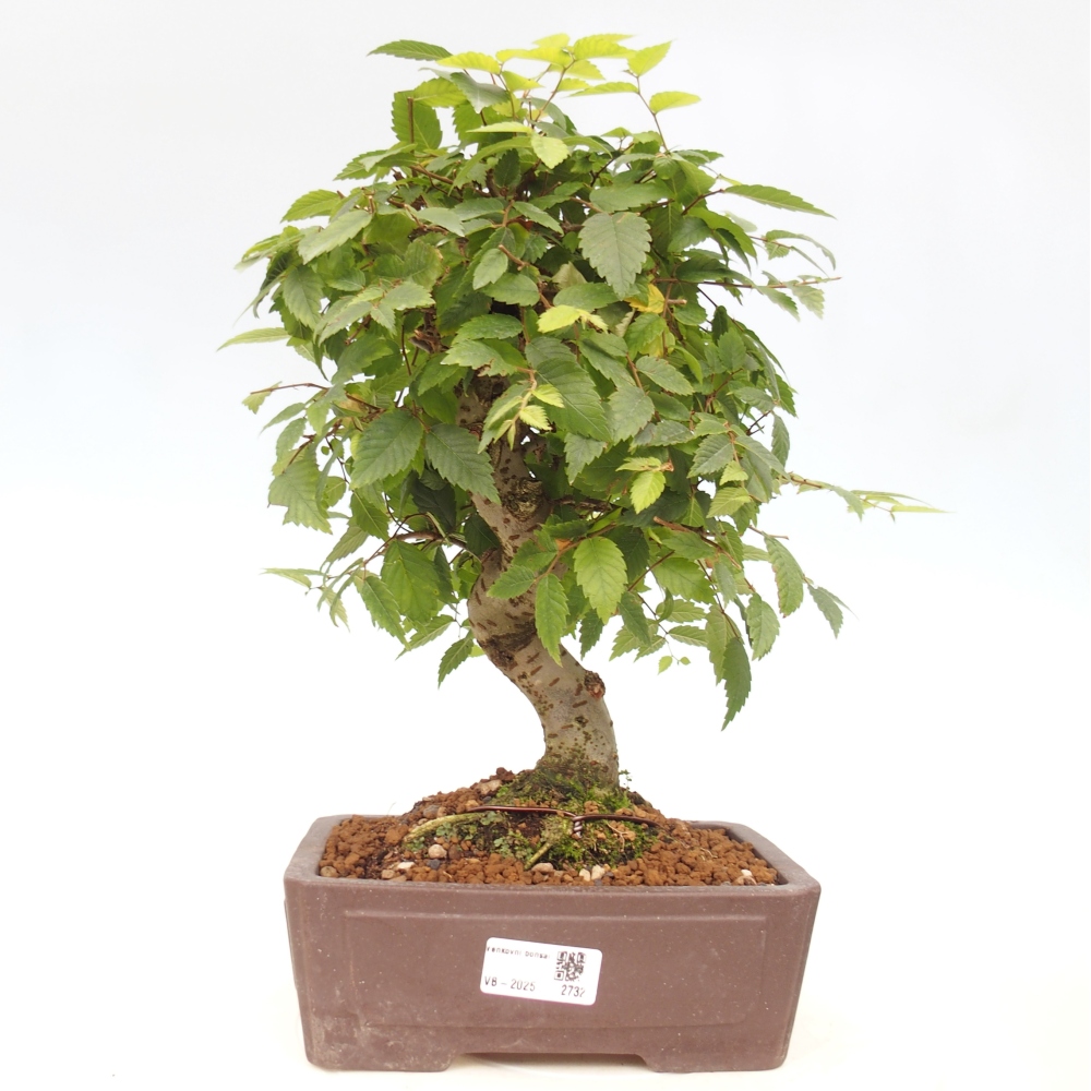 Outdoor bonsai - Zelkova - Zelkova serrata