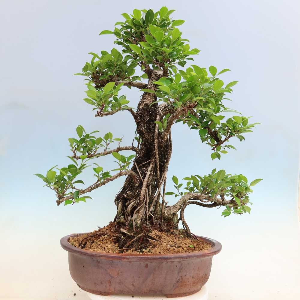 Room bonsai - Ficus kimmen - small-leaved ficus