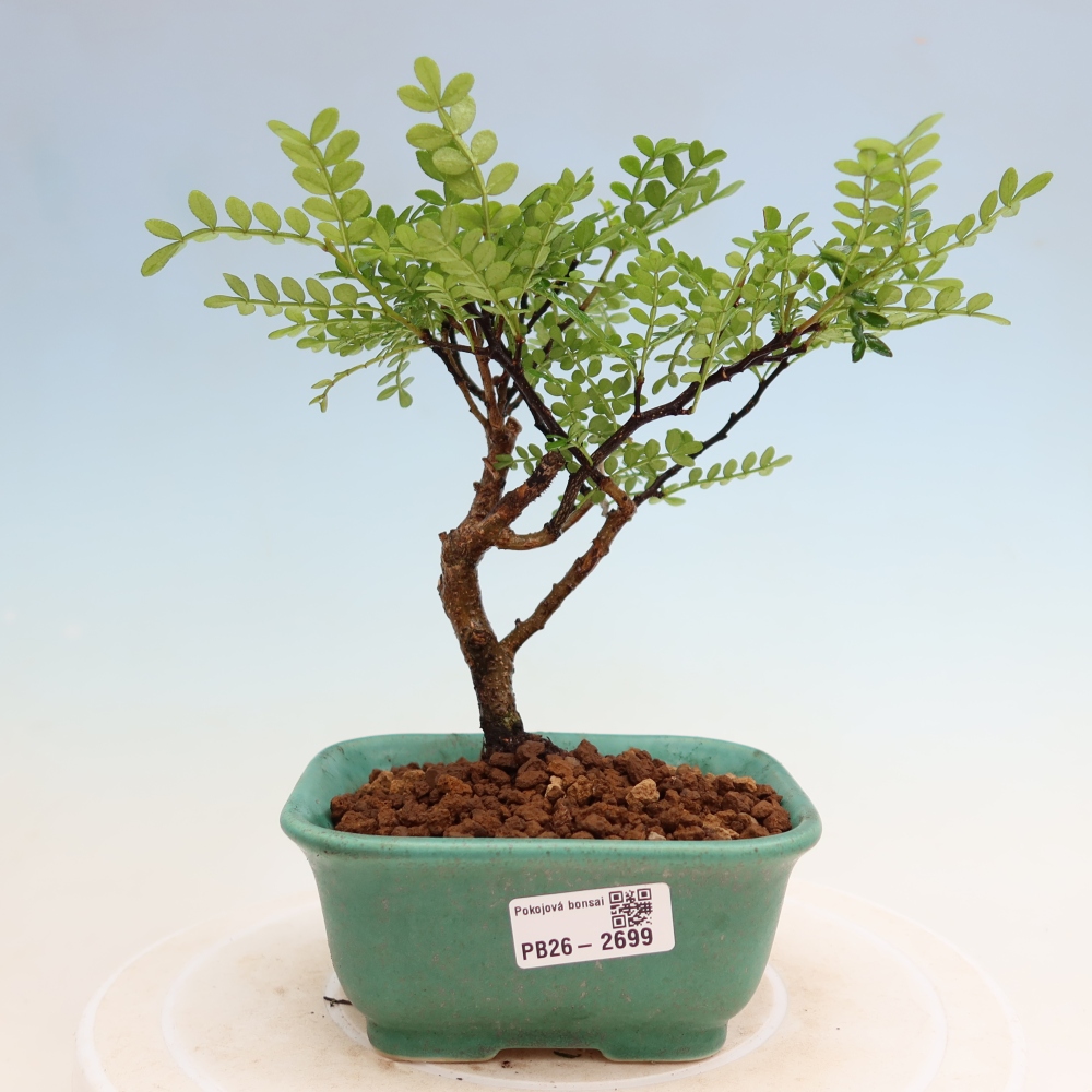 Room bonsai - Zantoxylum piperitum - pepper tree
