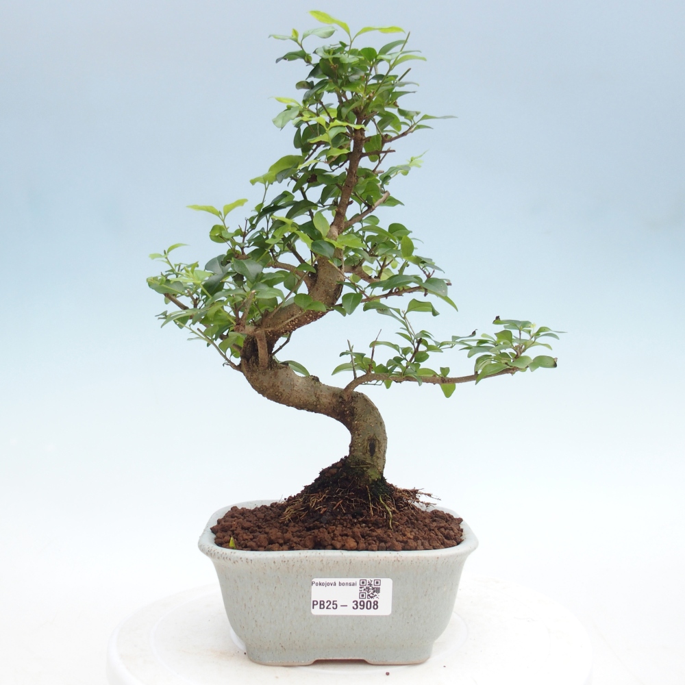 Room bonsai -Ligustrum chinensis - Birds Beak