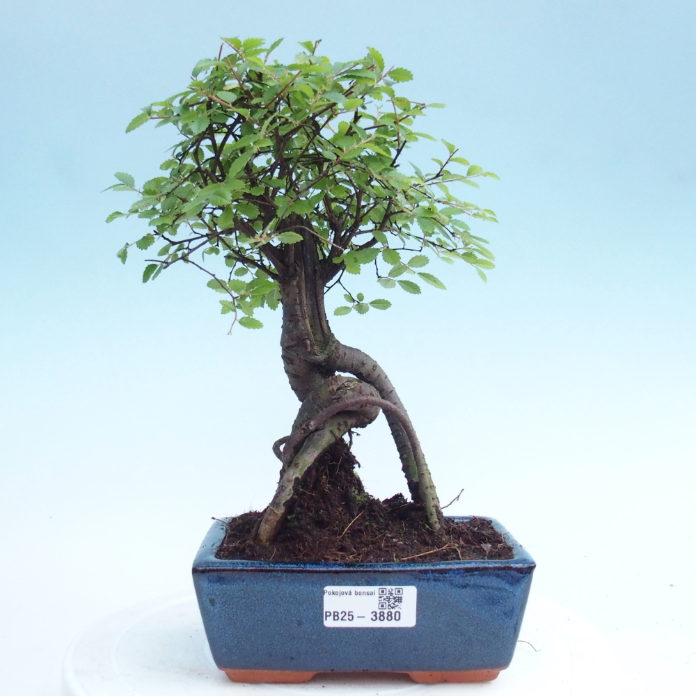 Room bonsai - Ulmus parvifolia - Small-leaved elm
