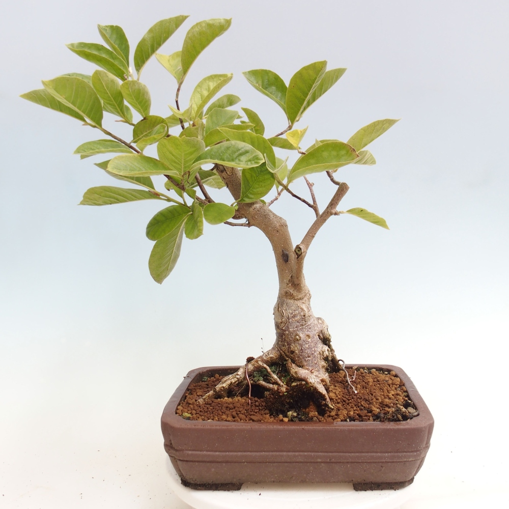Outdoor bonsai - Magnolia Gold Star - Magnolia