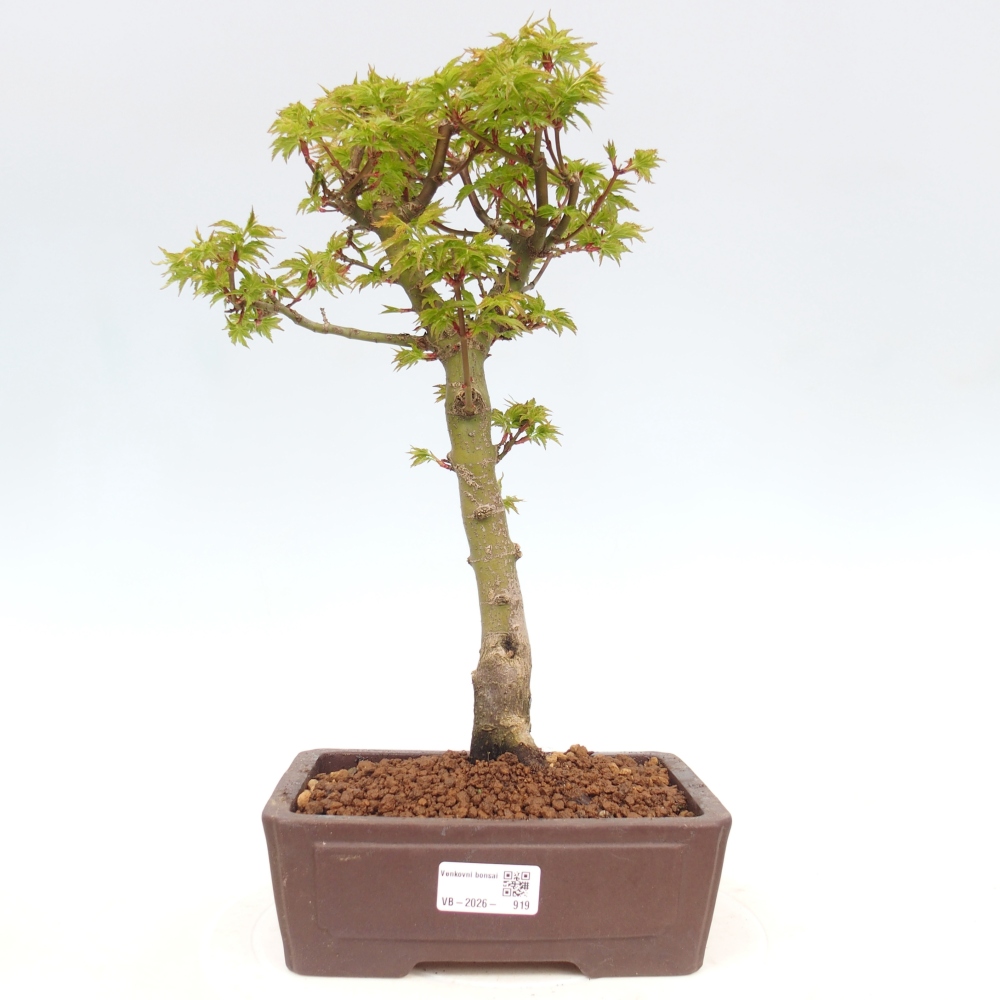 Outdoor bonsai -Javor palm Acer palmatum Shishigashira