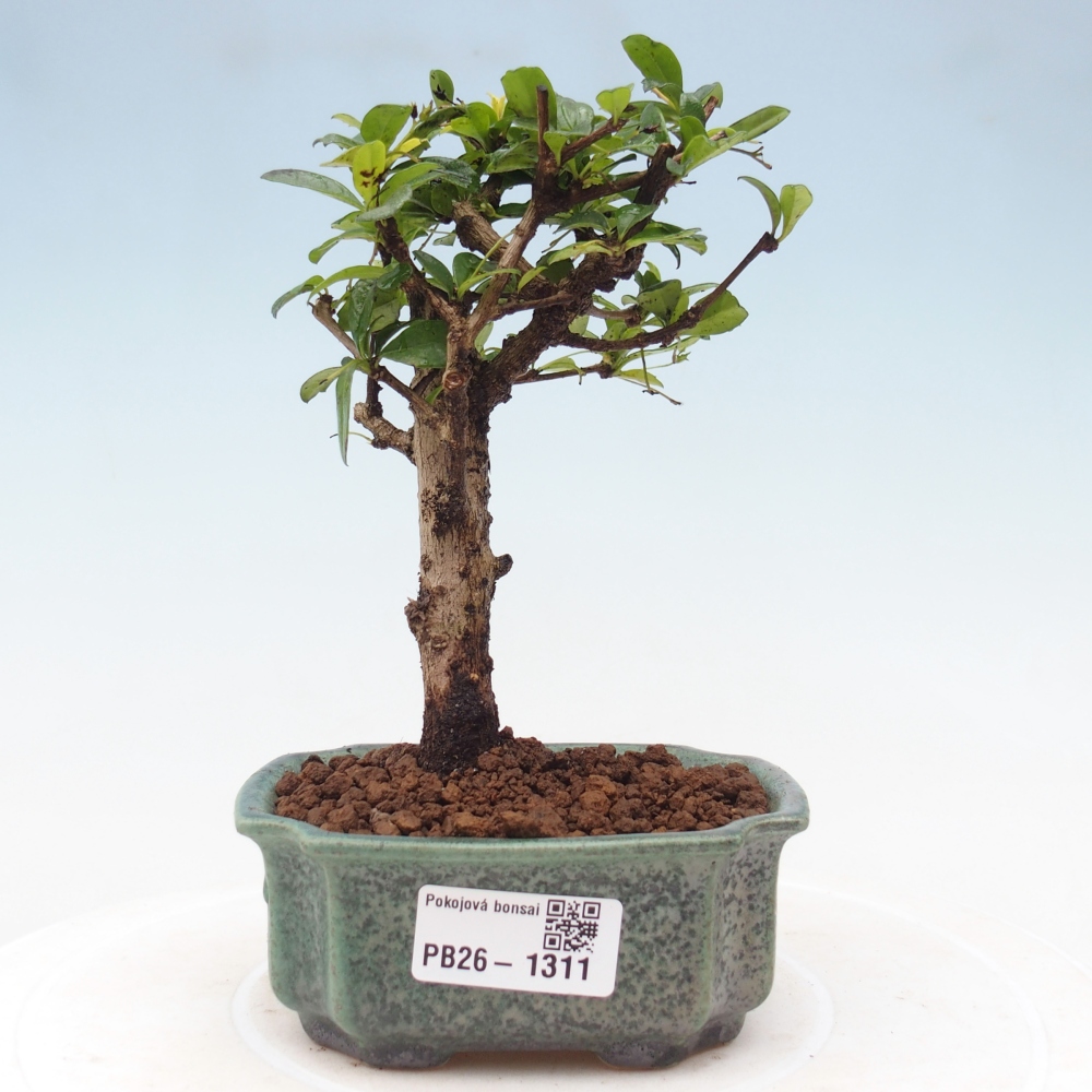 Room bonsai - Carmona macrophylla - Tea fuki