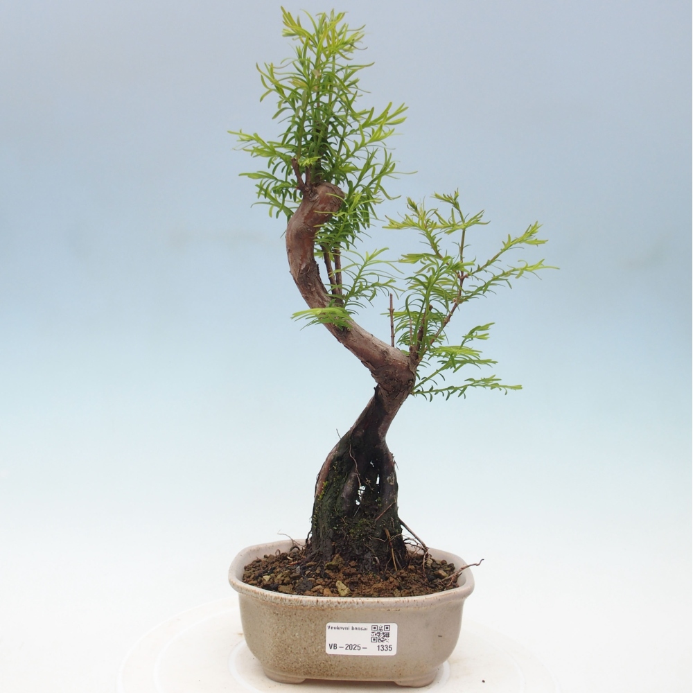 Outdoor bonsai - Metasequoia glyptostroboides - Chinese Metasequoia