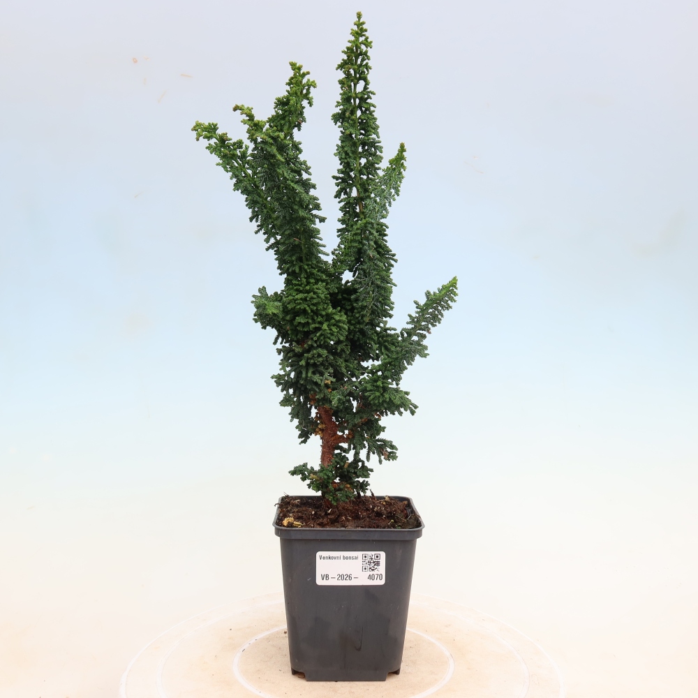 Outdoor bonsai - Cham. obtusa SEKKA HINOKI - Cypress