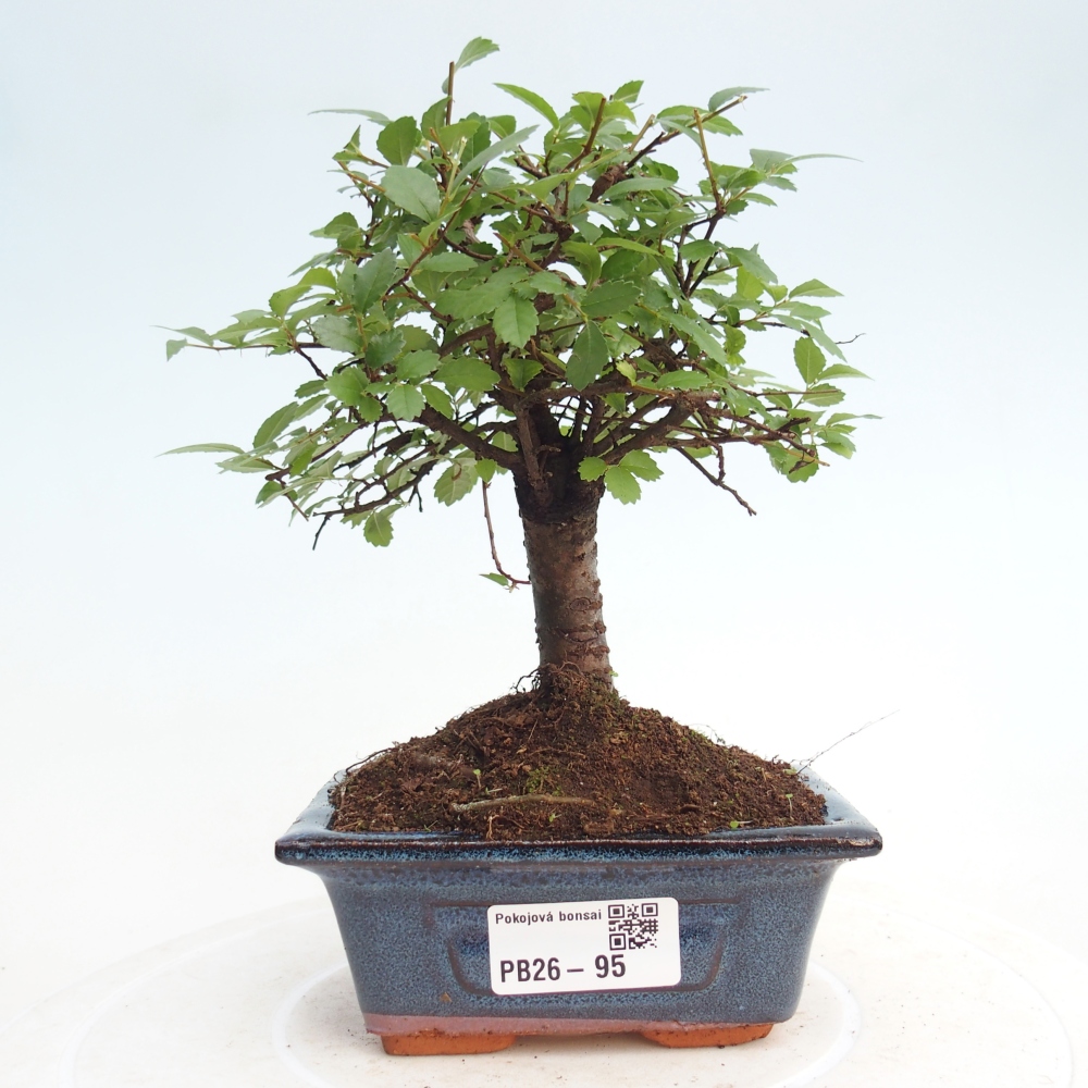 Room bonsai - Ulmus parvifolia - Small-leaved elm